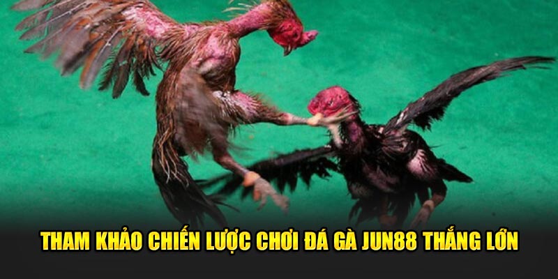 Đá gà Jun88: Khám Phá Thế Giới Đầy Hấp Dẫn Của Cá Cược 3 Tham khảo chiến lược chơi để thắng lớn